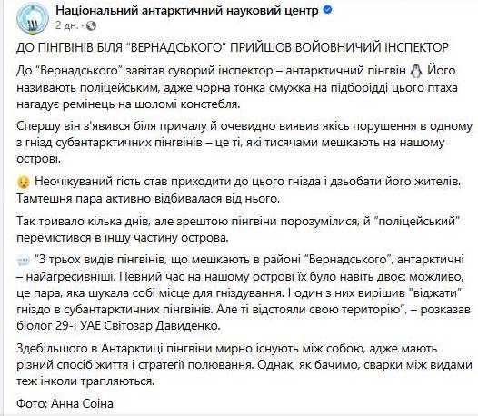 На &quot;Академик Вернадский&quot; пришел пингвин-полицейский: что он делал (фото)